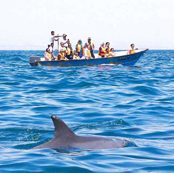 دلفین‌ها را می‌توانید زمانی که هوا خنک است و دریا صاف و آرام است