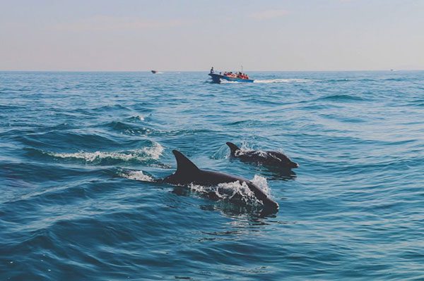 بهترين زمان براي ديدن دلفين‌ها از اويل پاييز تا اواخر ارديبهشت ماه است