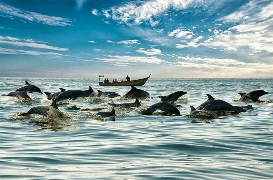 بهترین زمان برای دیدن دلفین ها در جزیره هنگام